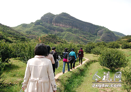 往年,游客行在走桔园里便可以闻到阵阵桔花香;而今年,由于花期推迟,只能看到绿油油的一片树叶。
