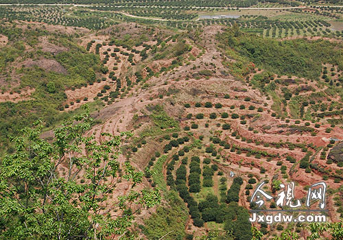 成片成片的桔园静等花开
